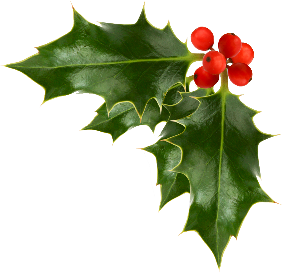 Common Holly Christmas Free Content Clip Art Corner Garland Cliparts