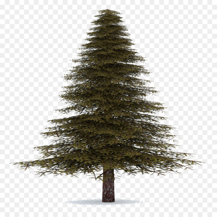 Pine Tree Fraser fir Clip art Balsam fir - tree png download - 1200*1200 - Free Transparent Pine png Download.