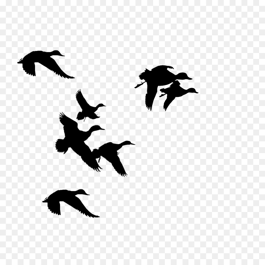 Donald Duck Mallard Silhouette Clip art - Duck Silhouette Cliparts png download - 900*900 - Free Transparent Donald Duck png Download.