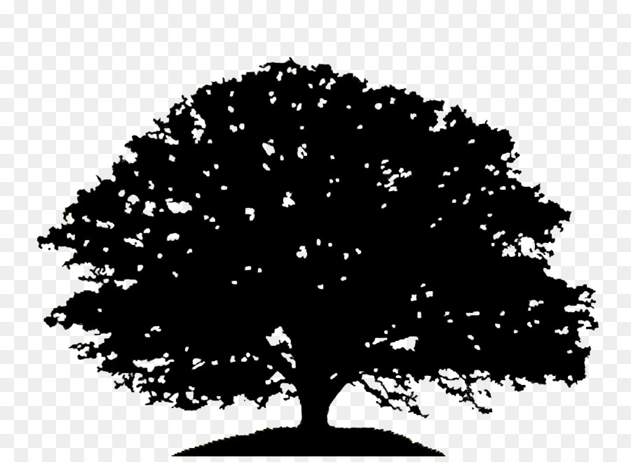 Oak Tree Silhouette Drawing Clip art - oak png download - 837*652 - Free Transparent Oak png Download.