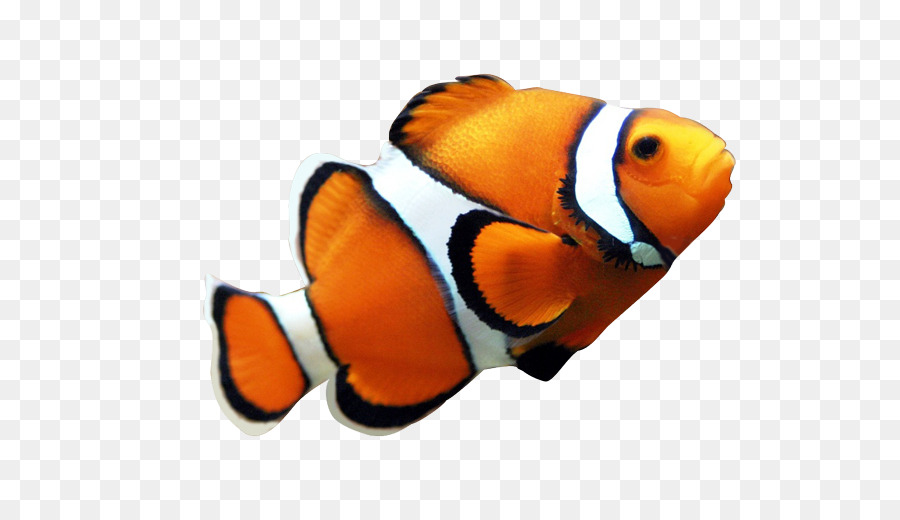 Angelfish Maroon clownfish Clip art - Seafood Clown Fish Yellow png download - 632*501 - Free Transparent Angelfish png Download.