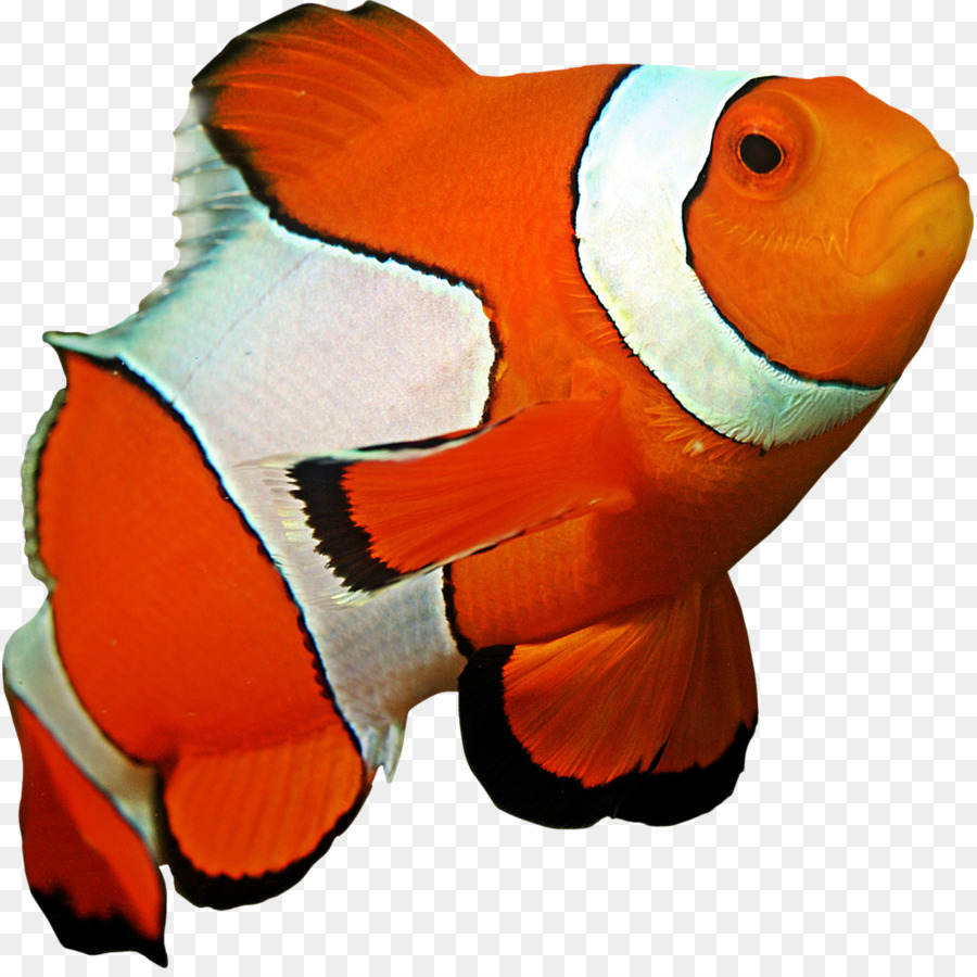 Ocellaris clownfish Coral reef Sea anemone - watercolor birds png download - 895*892 - Free Transparent Clownfish png Download.