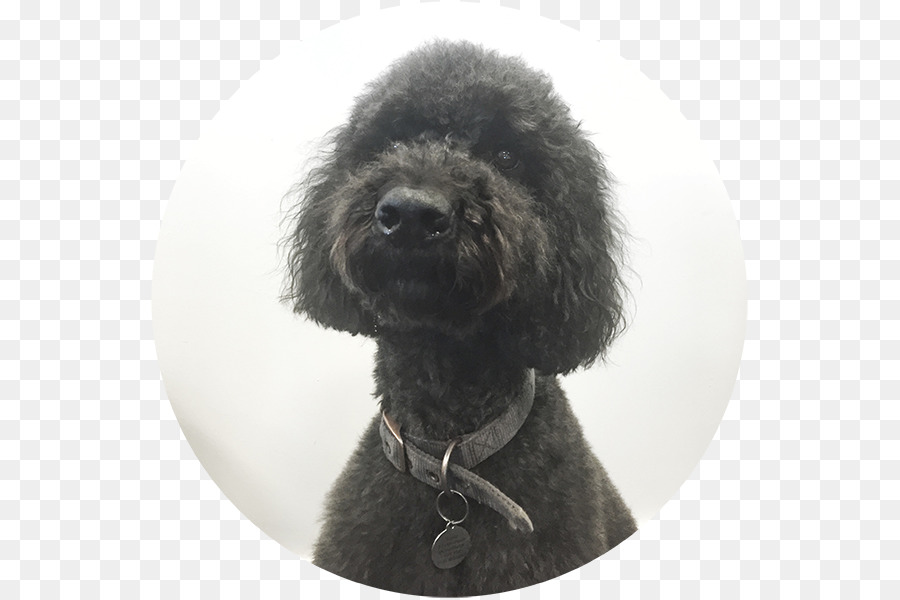 Standard Poodle Miniature Poodle Cockapoo Portuguese Water Dog Spanish Water Dog - puppy png download - 600*600 - Free Transparent Standard Poodle png Download.
