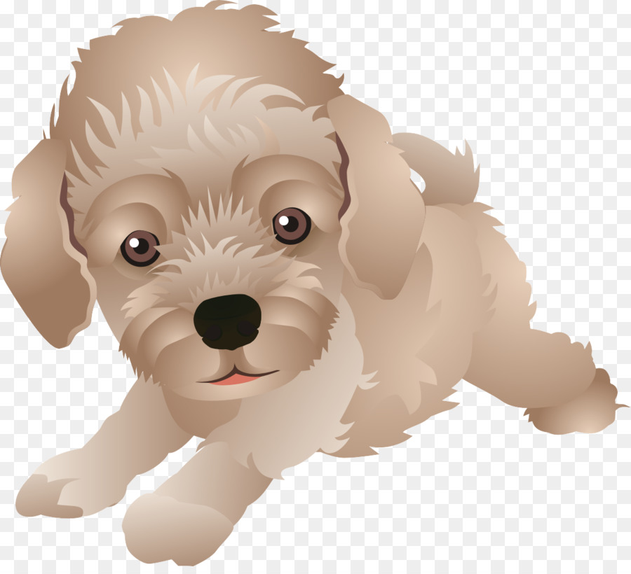 Maltese dog Schnoodle Cockapoo Havanese Goldendoodle - Cartoon png download - 1181*1062 - Free Transparent Maltese Dog png Download.