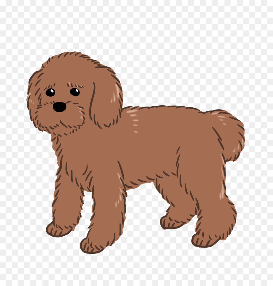 Goldendoodle Schnoodle Cockapoo Puppy Dog breed - puppy png download - 2756*2839 - Free Transparent Goldendoodle png Download.