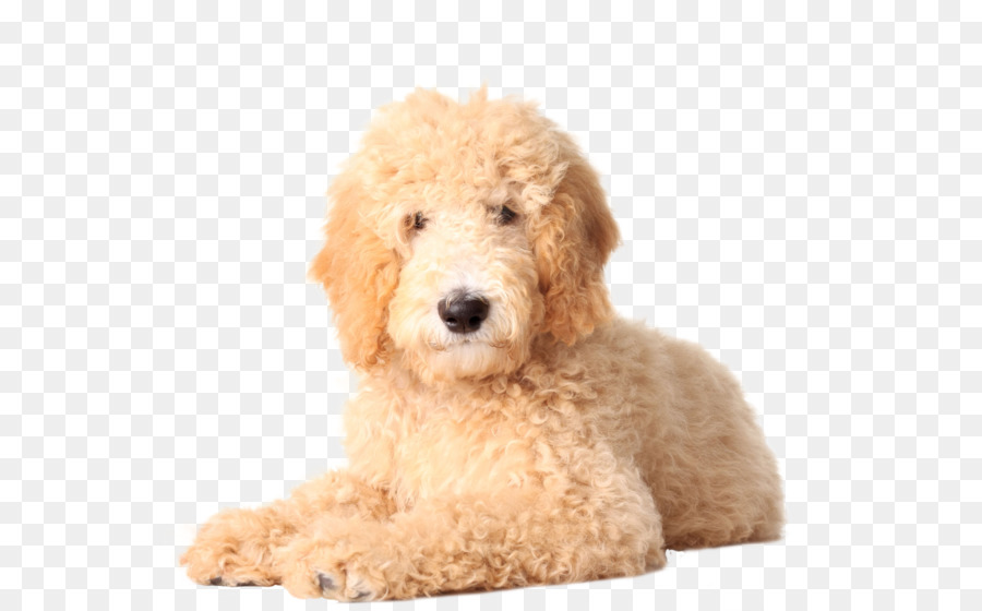 Goldendoodle Golden Retriever Labradoodle Poodle Puppy - doodles png download - 600*560 - Free Transparent Goldendoodle png Download.