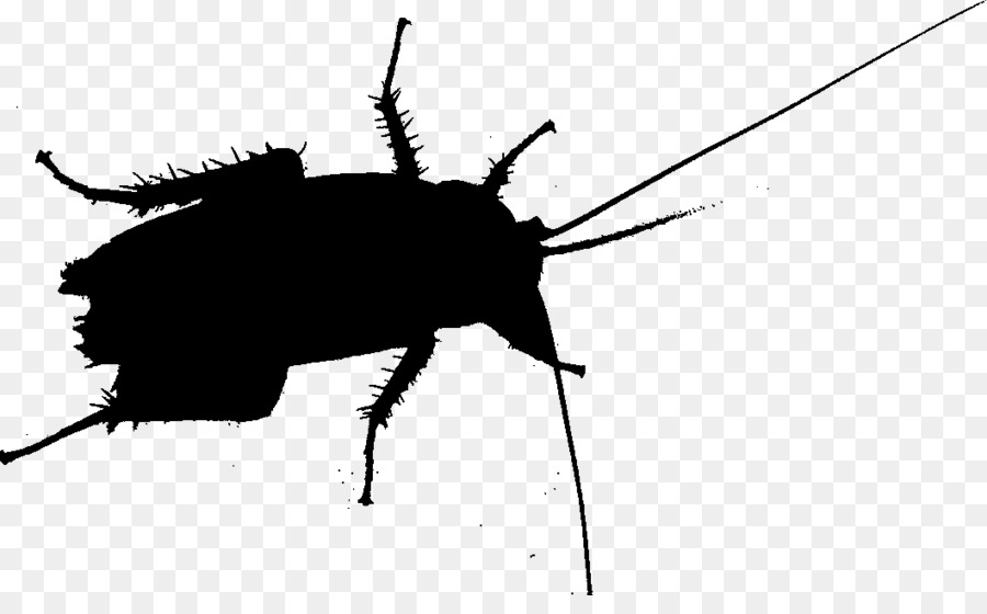 Cockroach Beetle Silhouette Membrane Insect -  png download - 1059*639 - Free Transparent Cockroach png Download.