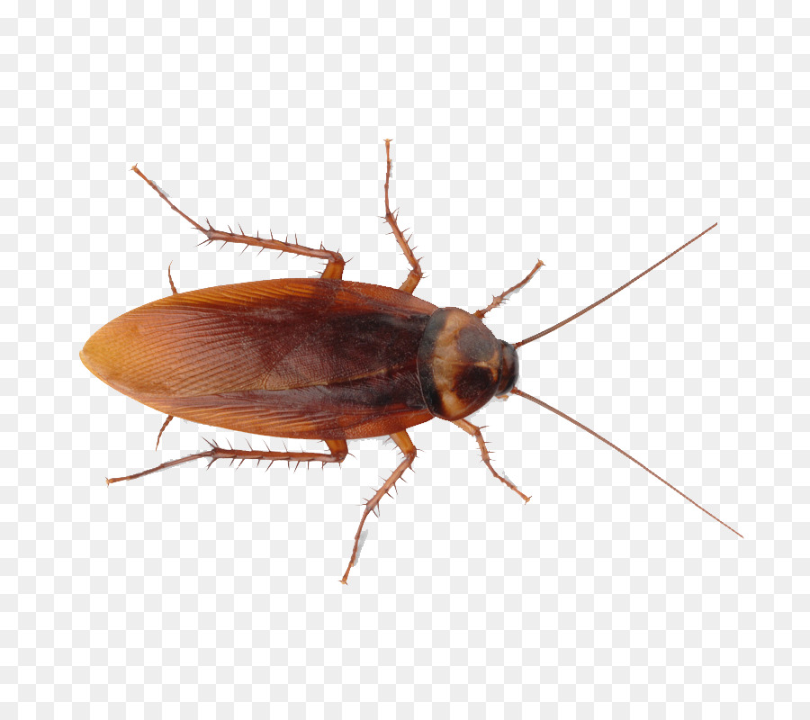 American cockroach Insect Termite - cockroach png download - 800*800 - Free Transparent Cockroach png Download.