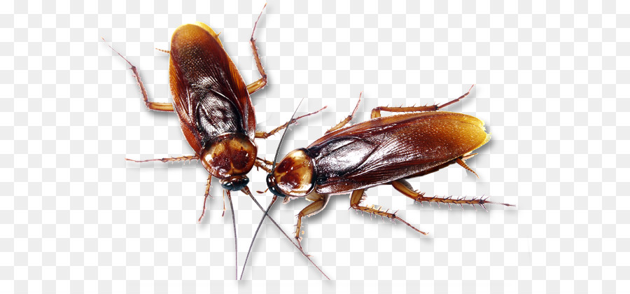 German cockroach Insecticide Pest Control - cocroach png download - 619*414 - Free Transparent Cockroach png Download.
