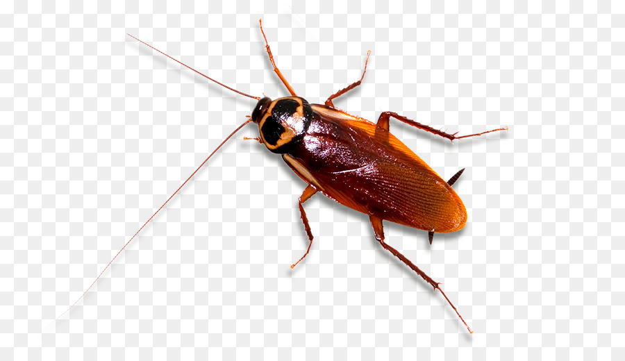 German cockroach Insect Pest Control - cockroach png download - 814*515 - Free Transparent Cockroach png Download.