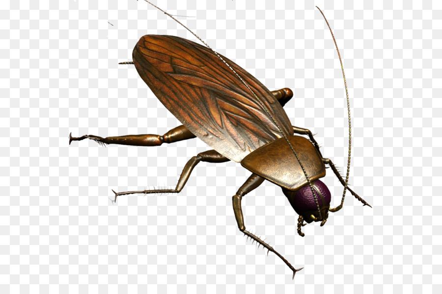 Cockroach Insect Pest control Mosquito - Roach PNG png download - 1155*1046 - Free Transparent Cockroach png Download.