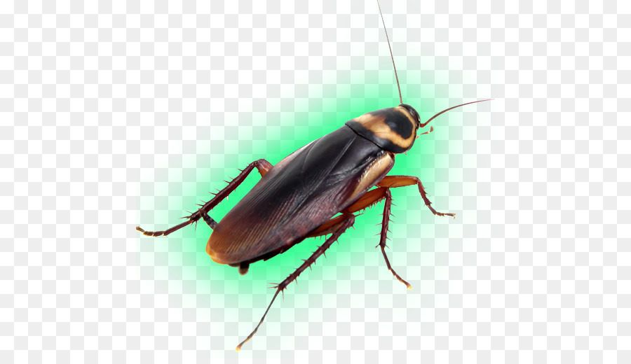 American cockroach Pest Control Insect - cockroach png download - 512*512 - Free Transparent Cockroach png Download.