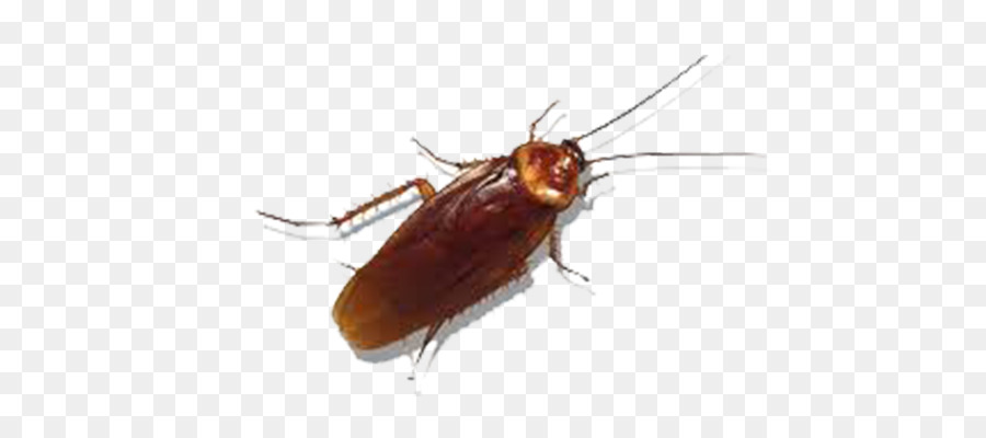 American cockroach Insect German cockroach Pest - cockroach png download - 700*400 - Free Transparent Cockroach png Download.