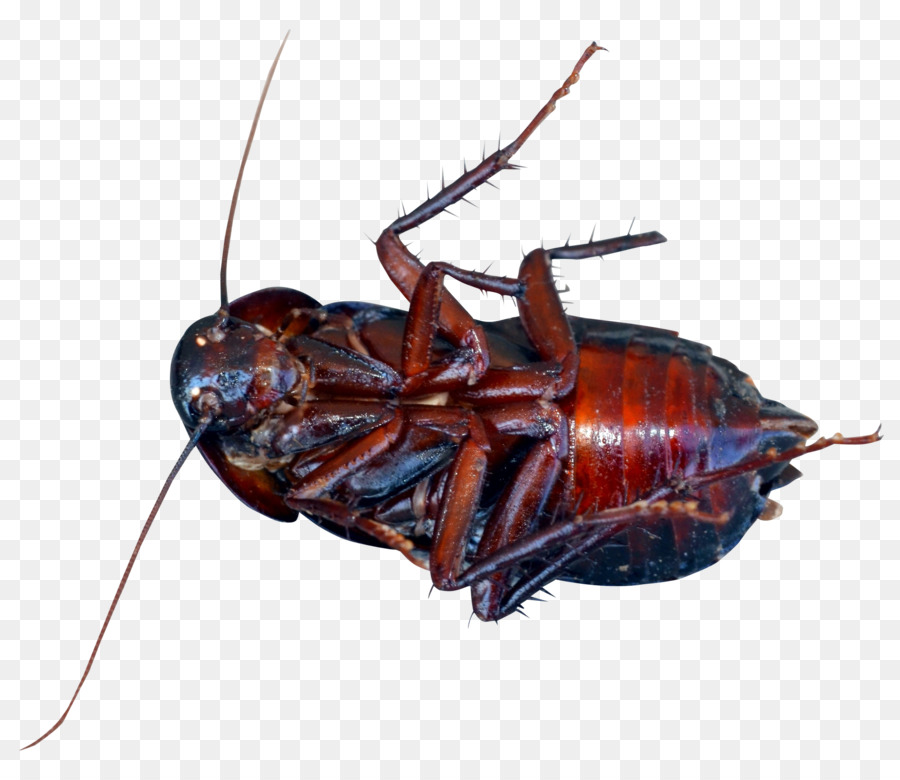 Cockroach Beetle - Cockroach png download - 1700*1448 - Free Transparent  png Download.