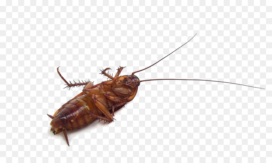 Cockroach Insect Mosquito Pest Garden - cockroach png download - 1000*592 - Free Transparent Cockroach png Download.