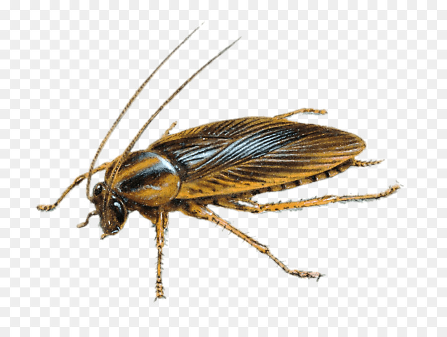German cockroach Insect Pest Control - cockroach png download - 923*680 - Free Transparent Cockroach png Download.
