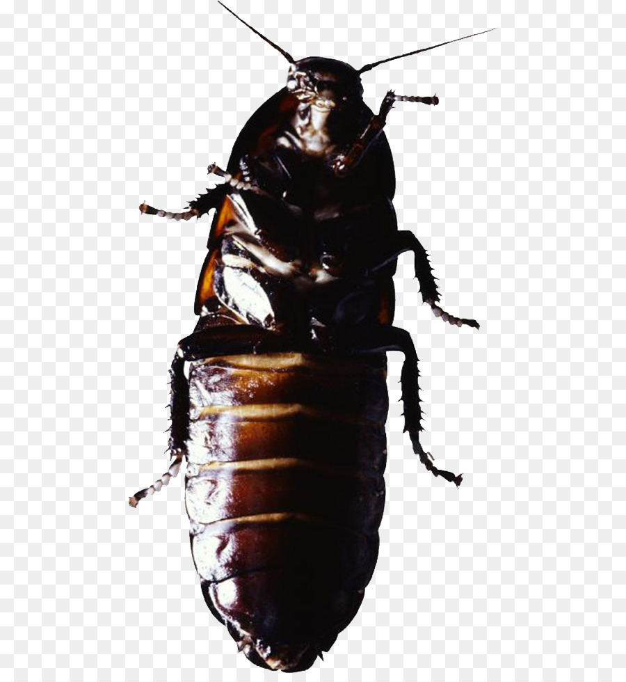 Cockroach Insect Pest control - Black Beetle png download - 534*968 - Free Transparent Cockroach png Download.