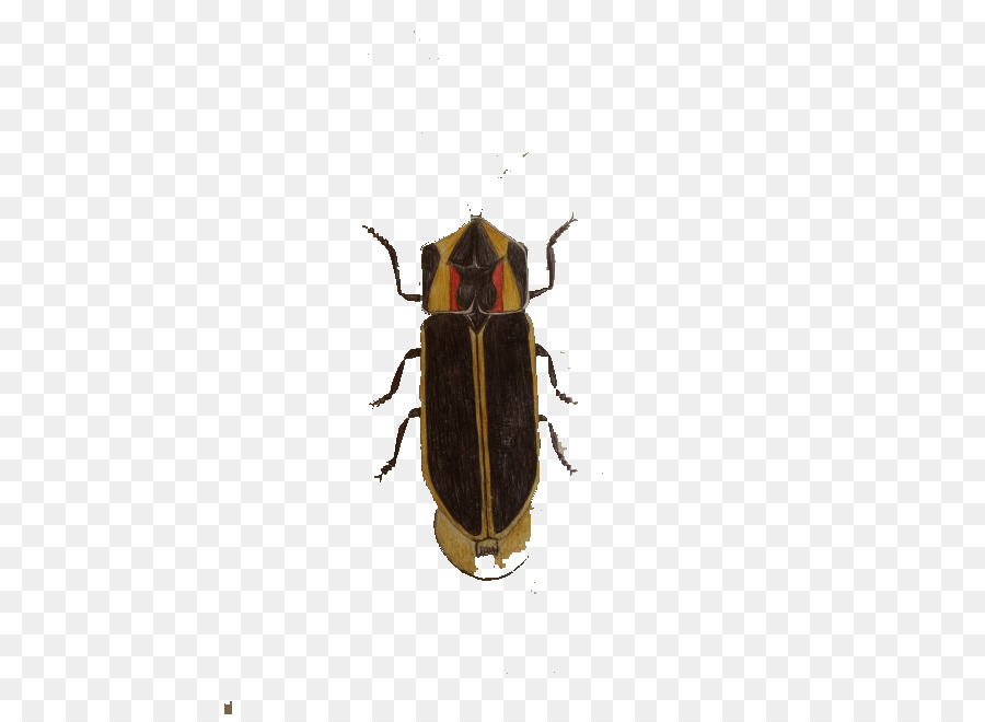 Cockroach Insect Blattodea - Hand-painted cockroaches png download - 490*653 - Free Transparent Cockroach png Download.