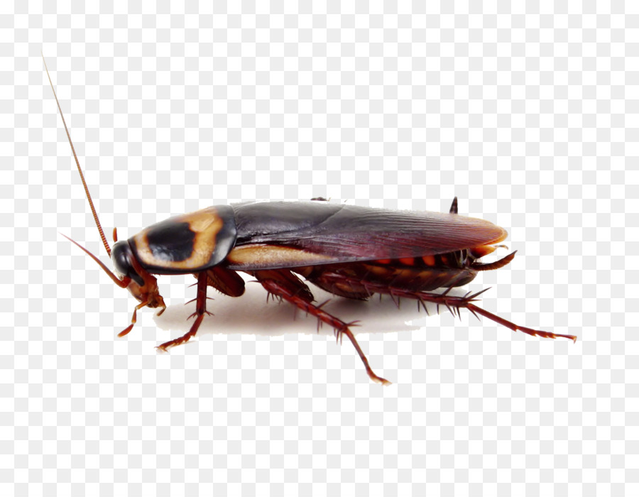 Cockroach Insect Pest control Termite - Cockroach PNG Image png download - 1800*1400 - Free Transparent Cockroach png Download.