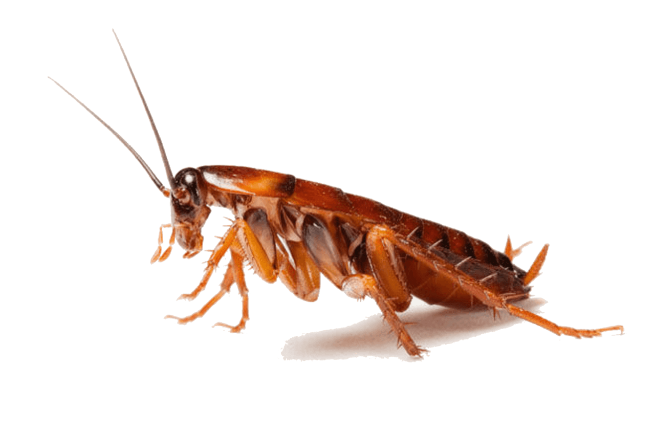 Featured image of post Dead Cockroach Png