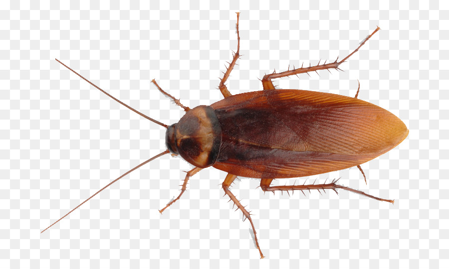 American cockroach Insect Pest Control - cockroach png download - 800*540 - Free Transparent Cockroach png Download.