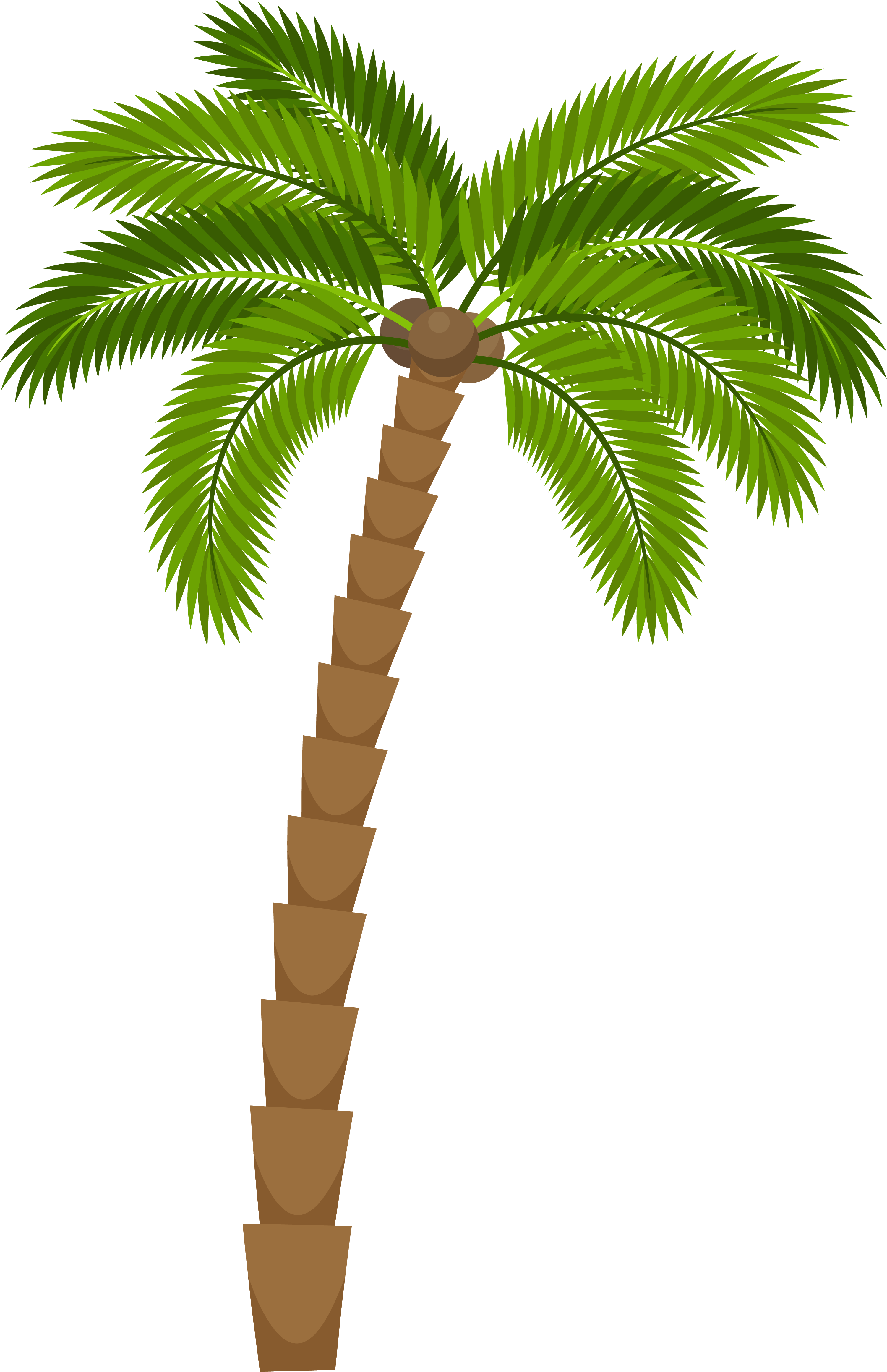 Green Coconut Palm - Free Download Vector PSD and Stock Image