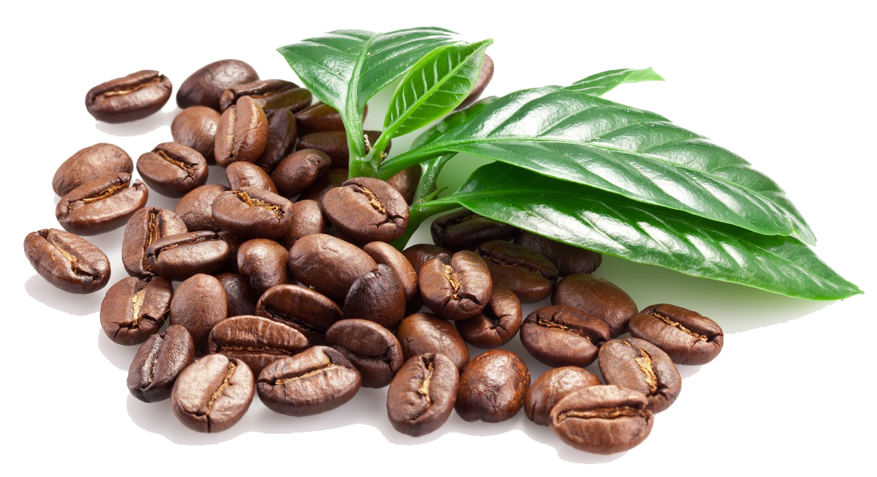 transparent coffee bean png
