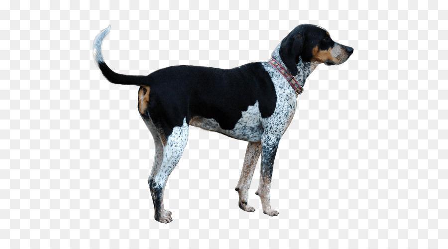 Treeing Walker Coonhound English Foxhound American Foxhound Black and Tan Coonhound Harrier - coonhound flag png download - 567*489 - Free Transparent Treeing Walker Coonhound png Download.
