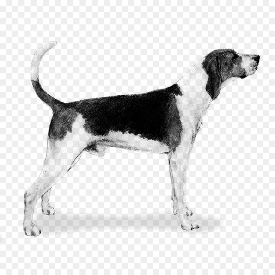 Treeing Walker Coonhound English Foxhound American Foxhound Harrier Beagle -  png download - 1107*1107 - Free Transparent Treeing Walker Coonhound png Download.
