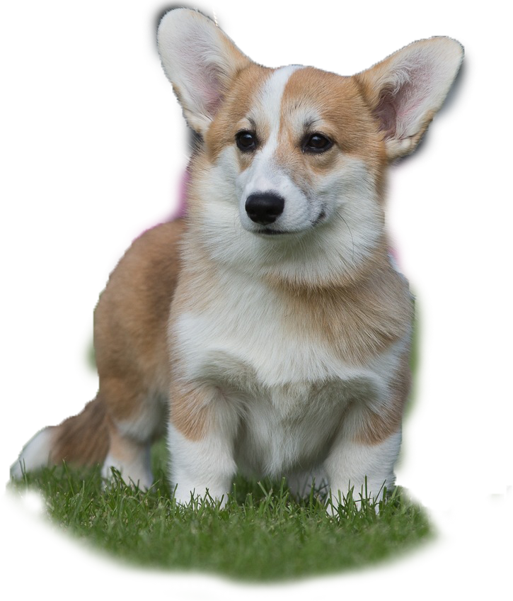 Pembroke Welsh Corgi Cardigan Welsh Corgi Norwegian Lundehund Corgi