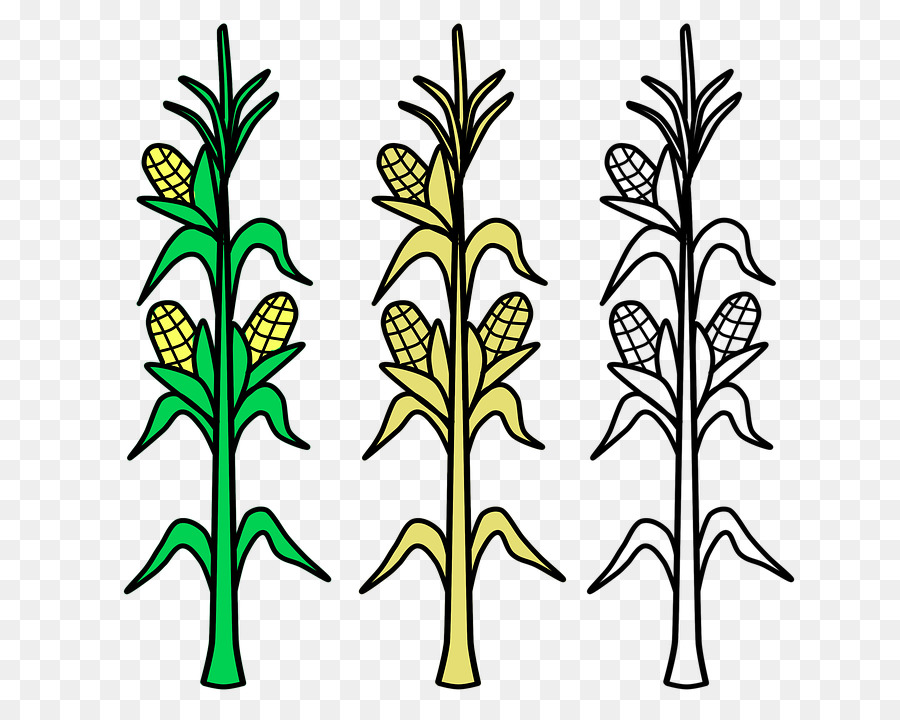 Corn on the cob Candy corn Maize Coloring book Crop - plants png download - 720*720 - Free Transparent Corn On The Cob png Download.