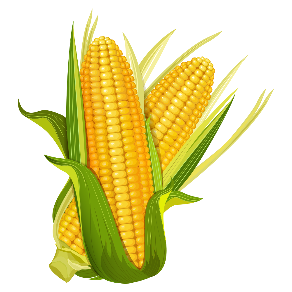 Maize Ear Corncob Popcorn - corn png download - 1000*1000 - Free