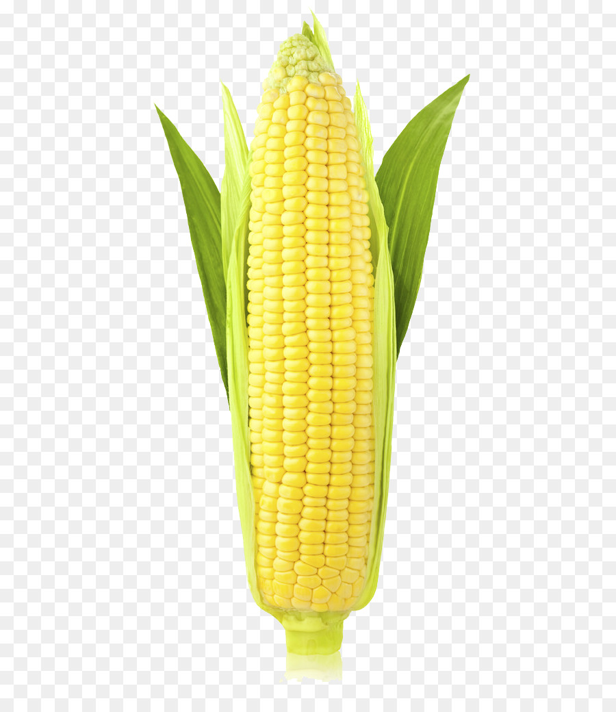 Corn on the cob Maize Ear Sweet corn Stock photography - Corn (Maize) PNG Transparent Images png download - 683*1024 - Free Transparent Corn On The Cob png Download.