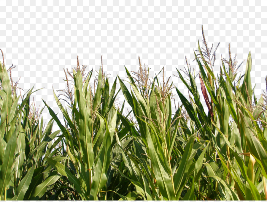 Triticale Maize Crop Plant - corn png download - 1032*774 - Free Transparent Triticale png Download.