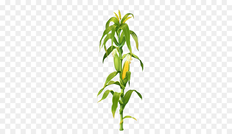 Maize Corn on the cob Plant Drawing Clip art - Maize corn stalks picture corn leaves png download - 509*507 - Free Transparent Maize png Download.