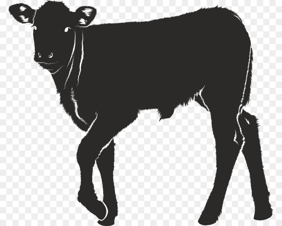 Dairy cattle Calf Ox Silhouette - Silhouette png download - 847*720 - Free Transparent Dairy Cattle png Download.