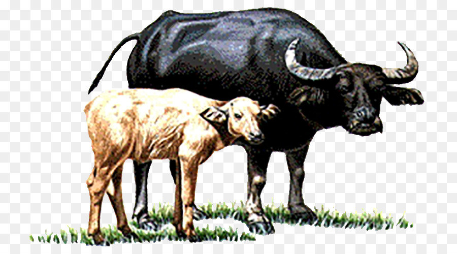 Water buffalo Cattle Calf You have two cows - Cow and calf png download - 815*500 - Free Transparent Water Buffalo png Download.