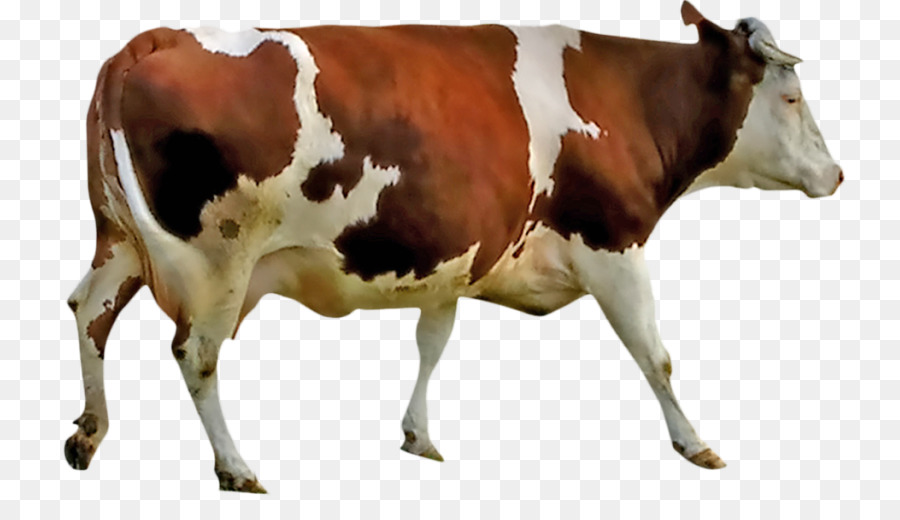 Beef cattle Milk Anatomy Livestock Dairy cattle - beefsteak png download - 800*506 - Free Transparent  png Download.