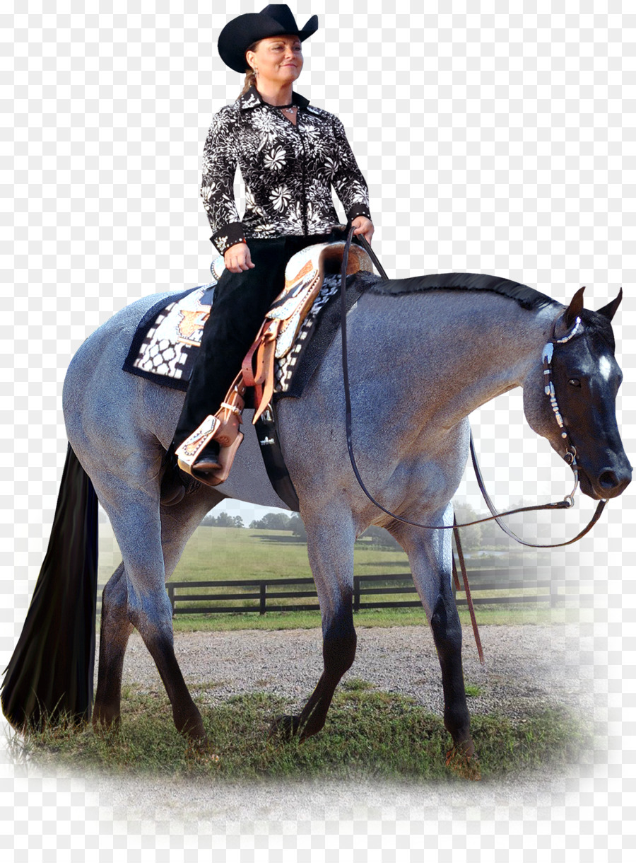 American Quarter Horse Stallion Western pleasure Equestrian Western riding - cowgirl png download - 1796*2400 - Free Transparent American Quarter Horse png Download.