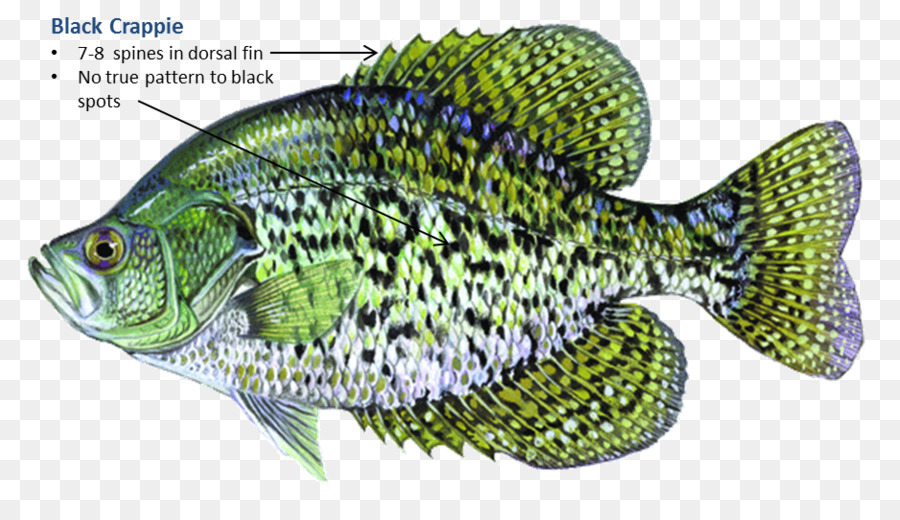 Black crappie White crappie Rainbow trout Largemouth bass - jump out of the water png download - 938*535 - Free Transparent Black Crappie png Download.