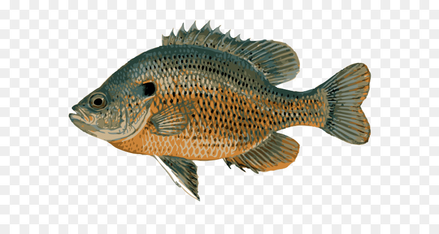 Bluegill Crappie Freshwater fish Panfish Fishing - Fishing png download - 639*467 - Free Transparent Bluegill png Download.