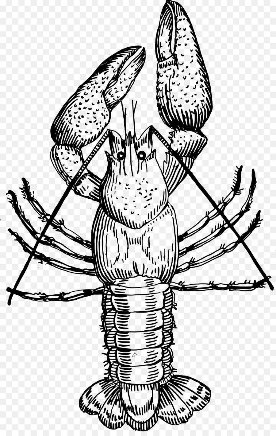 Crayfish Drawing Louisiana crawfish Clip art - crawfish png download - 1537*2400 - Free Transparent Crayfish png Download.
