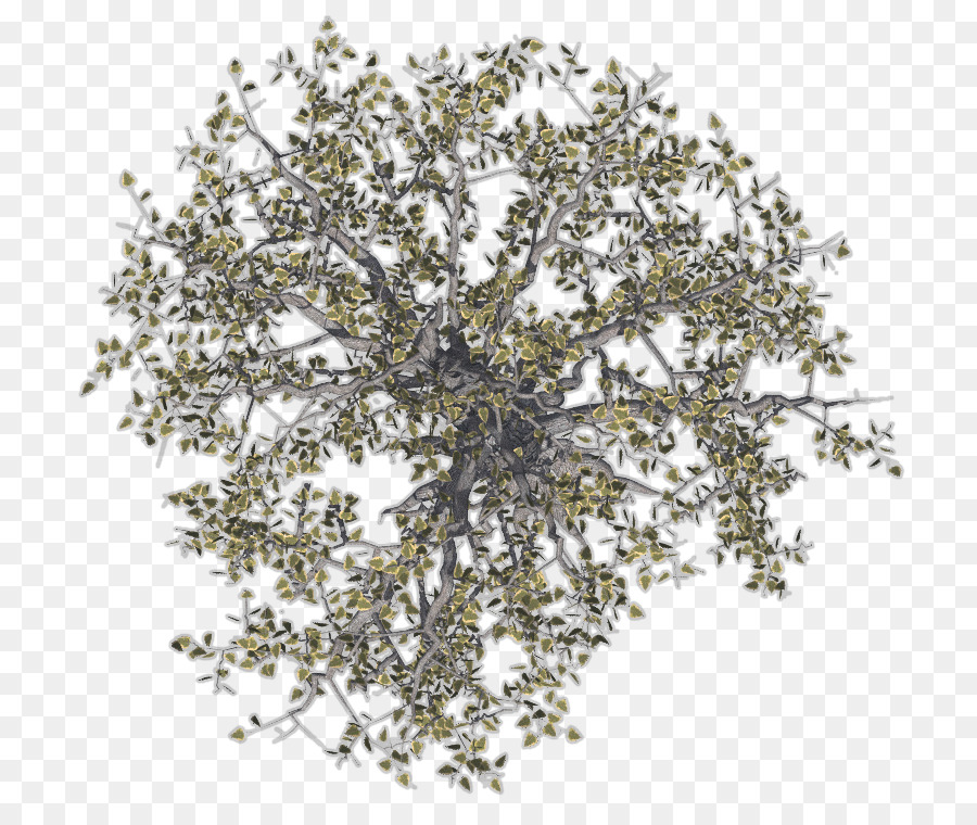Tree Twig Drawing Birch - Trees png download - 783*744 - Free Transparent Tree png Download.