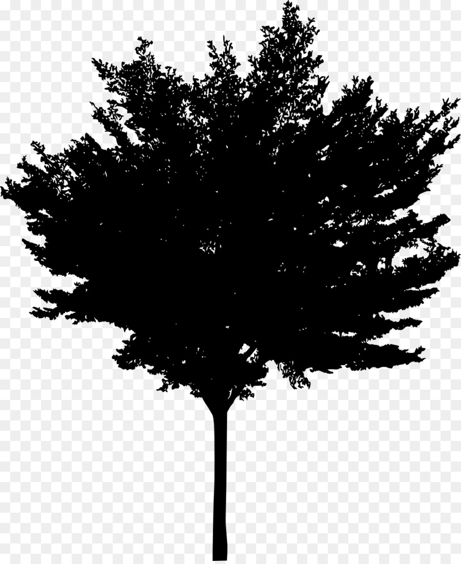 Tree Woody plant Conifers - tree silhouette png download - 987*1200 - Free Transparent Tree png Download.