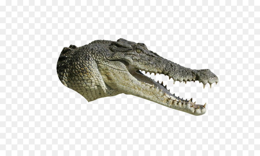 Crocodiles Tyrannosaurus - alligator png download - 1350*790 - Free Transparent Crocodile png Download.