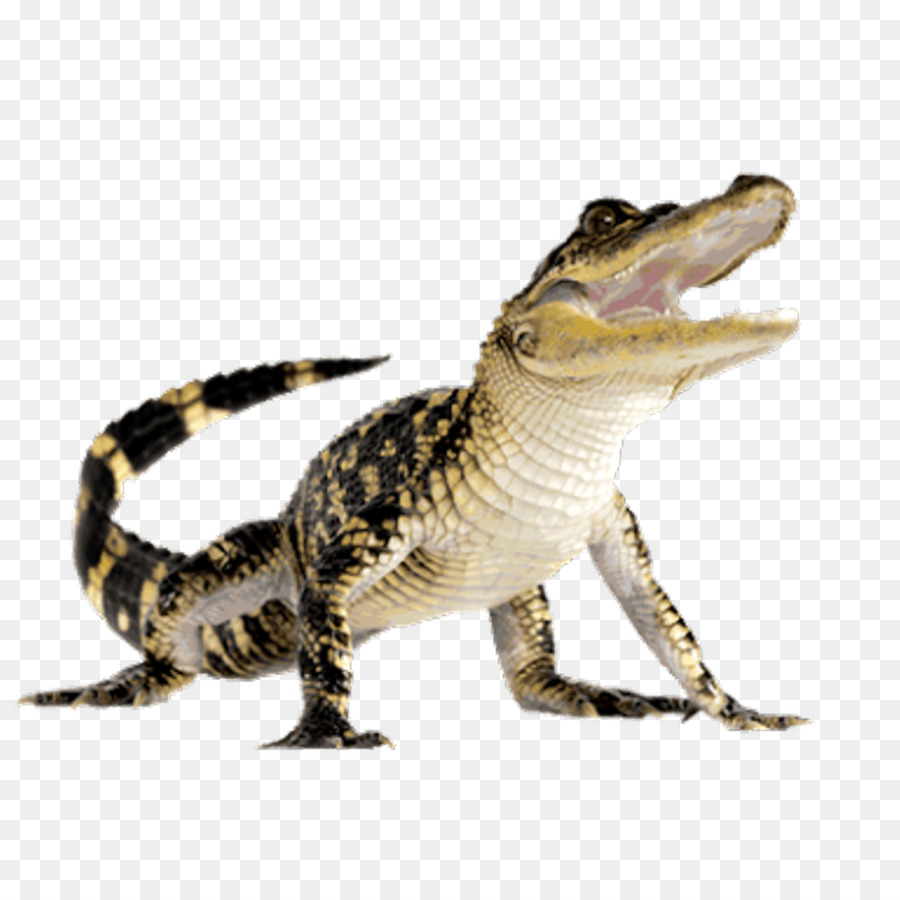 Crocodiles American alligator Computer Icons - crocodile png download - 1024*1024 - Free Transparent Crocodile png Download.