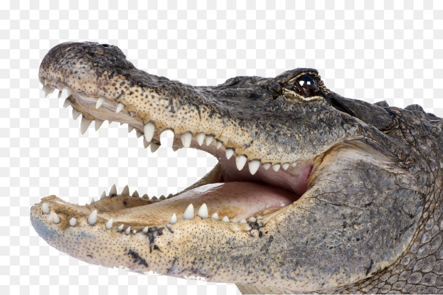 Crocodiles American alligator Clip art - Crocodile Png Transparent png download - 1500*998 - Free Transparent Crocodile png Download.