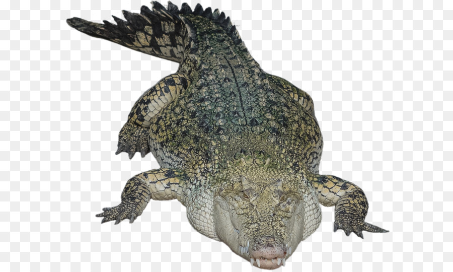 Crocodile Alligator PicsArt Photo Studio - Crocodile PNG png download - 871*720 - Free Transparent Crocodile png Download.