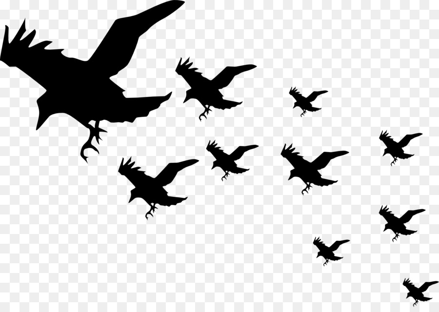 Clip art - flying bird png download - 1920*1343 - Free Transparent Drawing png Download.