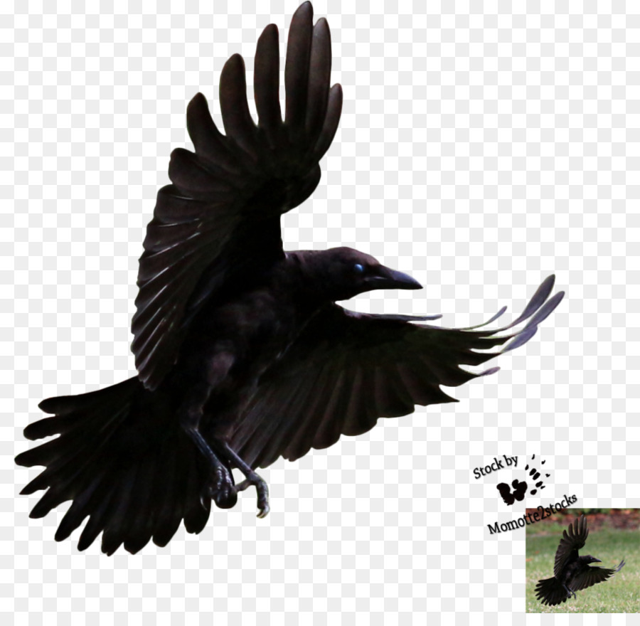 American crow Bird Hooded crow Common raven - flying ravens png download - 914*875 - Free Transparent American Crow png Download.